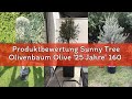 Produktbewertung Sunny Tree Olivenbaum Olive '25 Jahre' 160 cm, A+ Qualität, winterhart, Olea Lechin
