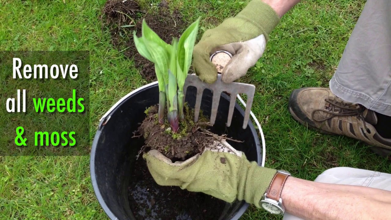 Growing Hostas: How to Plant for Hosta Plants | The Farmer's Almanac