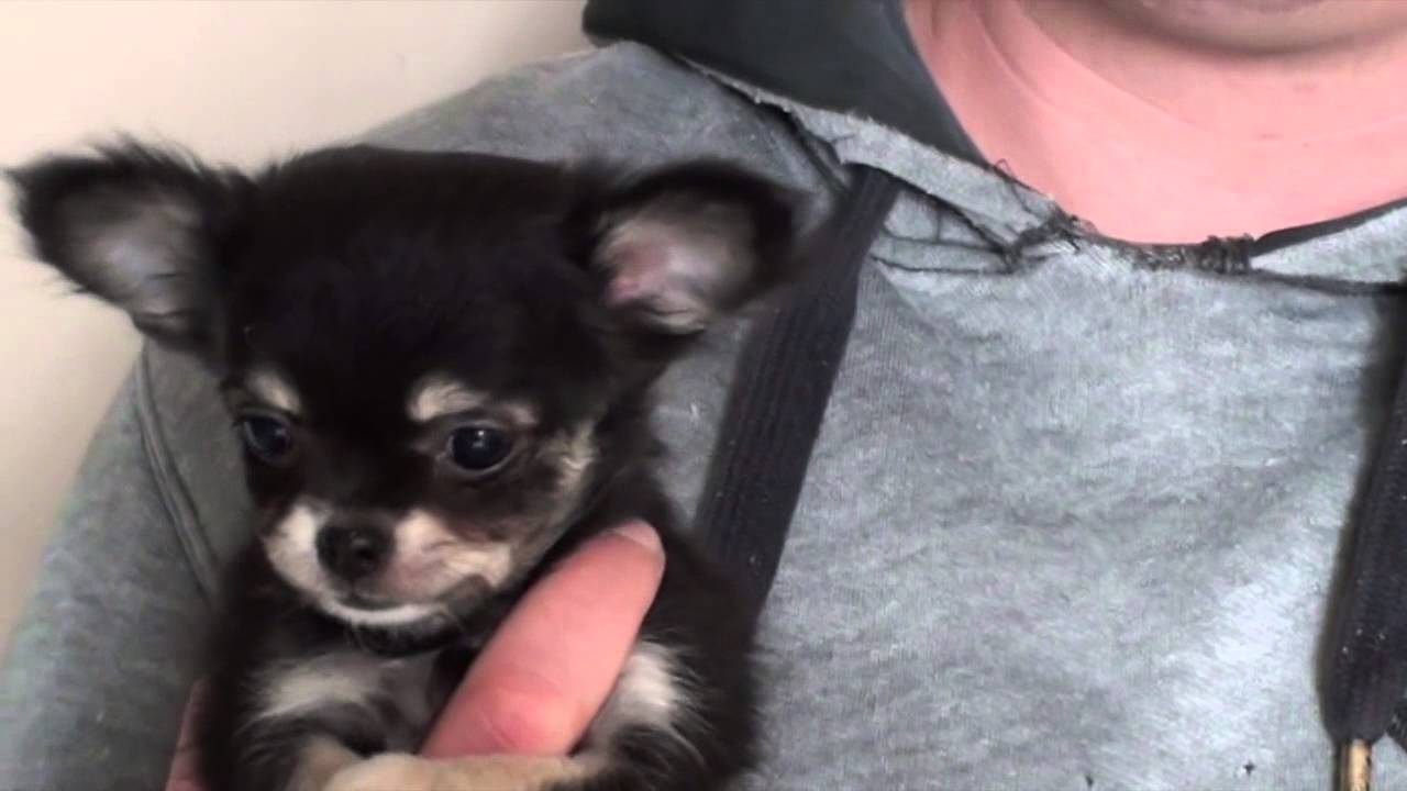 Bolkshof Langharig Chihuahua Black Tan Teefje Te Koop Youtube