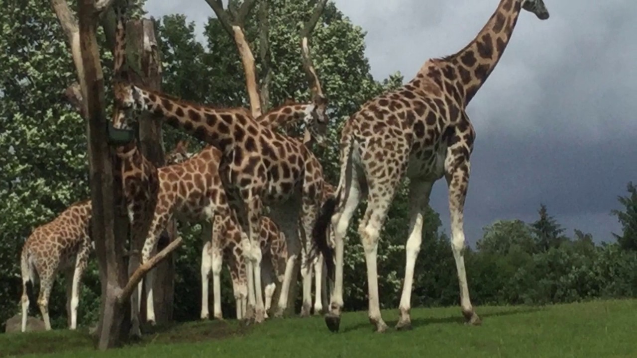 safari zoo denmark