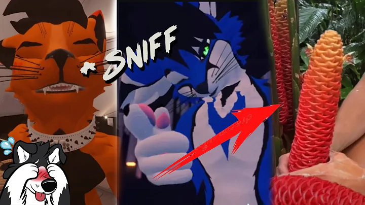 Furry Tiktoks that'll pull your clock back