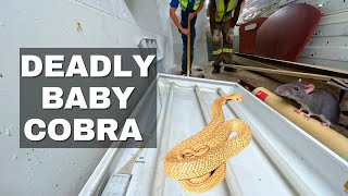 BABY COBRA HIDES IN ROOM!