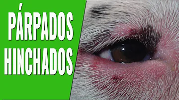 ¿Los perros pueden tener los ojos morados?