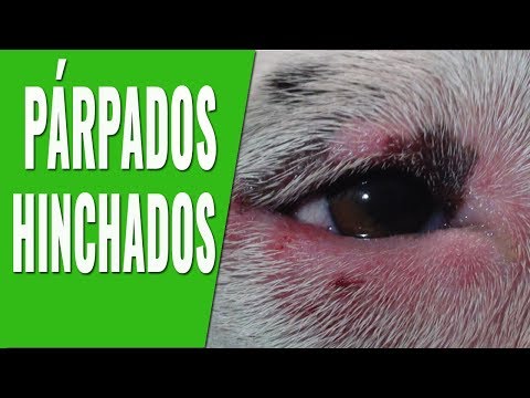 Video: Perro con pérdida de cabello en el estómago y las piernas