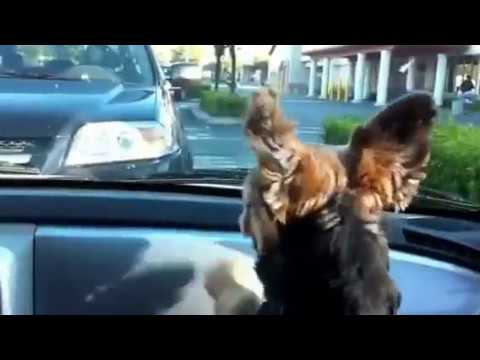 Yorkie gone MAD!!!