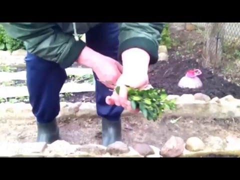 Черенки самшита высаживаем в грунт (Часть 3)