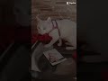 Quem ama  cuida ❤️🐕😺🐾💉#trending #foryou #pets #love #cuidado #bichos #cat #dog #vacina #schort
