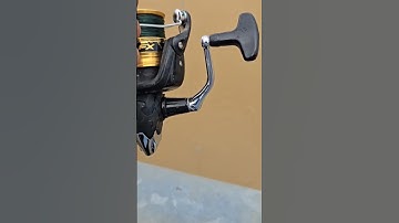 Cá lăng  đuôi  đỏ  Đập phước Hòa.