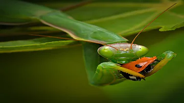 ¿Los insectos sienten tristeza?