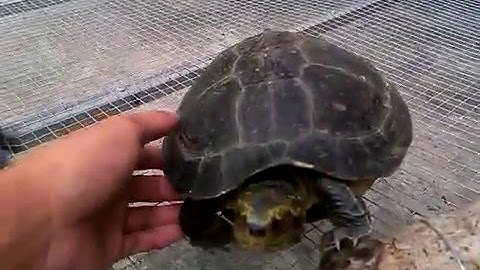 RÙA - Rùa răng kêu là bò lại 2 - 13/5/2016