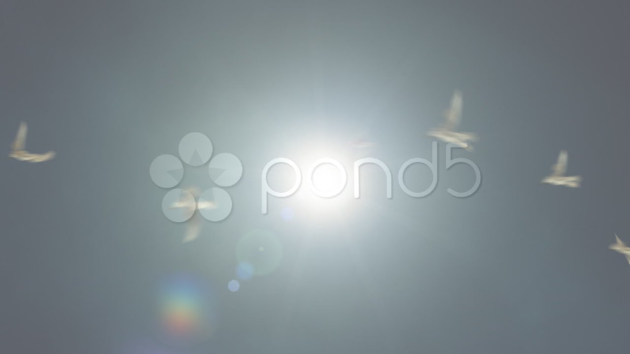Birds Flying Against The Sun Loop Hd. Stock Footage - YouTube