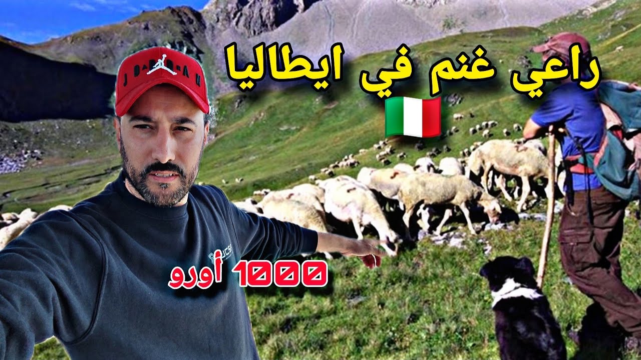 فلاح يعطيك 1000 اورو تخدم راعي غنم في إيطاليا🇮🇹 متوفر سكن وأكل. فينكم اصحاب كونطرات بِ 16 أورو