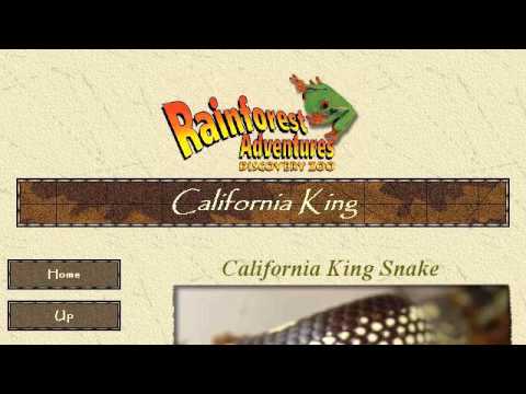 camera iphone 8 plus apk California King Snake Diet