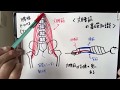 大腰筋ウェーブのやり方【大腰筋トレーニング】