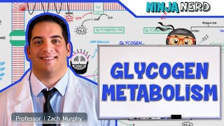 Metabolism | Regulation of Glycogen Metabolism