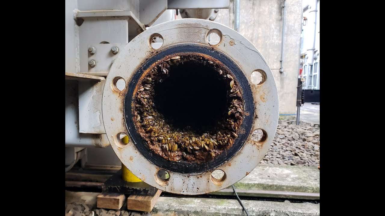 Invasion of the Bivalves: Protecting Nevada Irrigation District from Golden Mussels