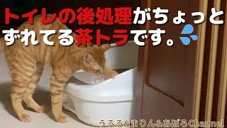 トイレの後始末がちょっと変な茶トラです。 by UruMariApo Channel 41 views 2 years ago 3 minutes, 51 seconds