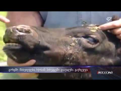 სოფელ გორდში მსხვილფეხა რქოსანი პირუტყვის დაავადება გავრცელდა