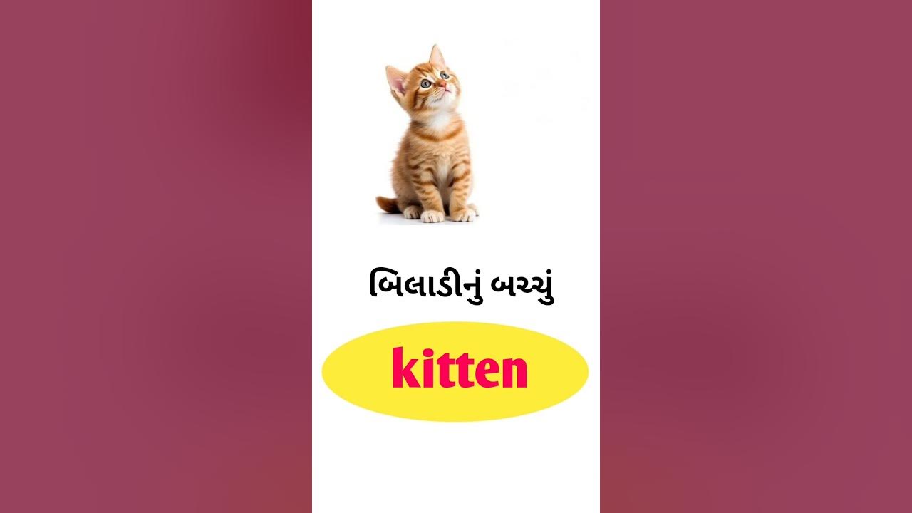 kitten-meaning-in-gujarati-english-gujarati-dictionary-youtube