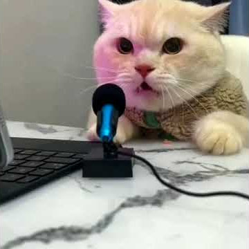 kucing bisa nyanyi #kucing #kucingshort #kucingsholawat #kucinglucu