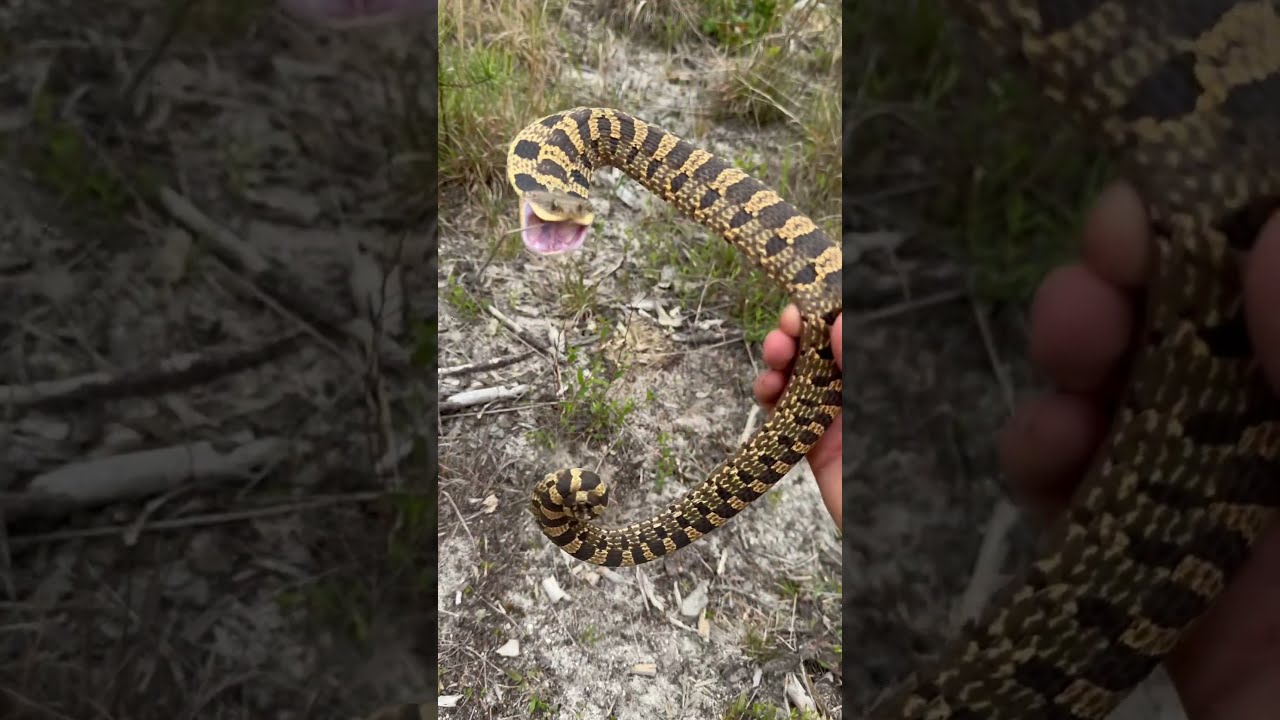 Hognose Snake Bluff Strikes 