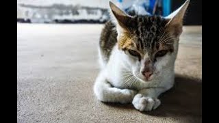 tales cats super - cats Stories amazing - the wonderful world of cat 40 by قناة الحيوانات tv Animals 14 views 3 years ago 5 minutes, 18 seconds