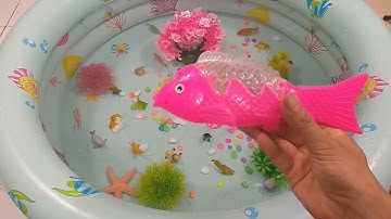 Động Vật Dễ Thương,Âm Thanh Động Vật,Cá Mập,Cá Heo,Cá Chép,Cá Koi,Cá Đuối,Bọ Ngựa,Chuồn Chuồn,Animas