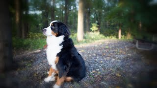 Can Bernese Mountain Dogs Live in Hot Climates?