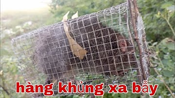 Bẫy chuột theo đường mòn mùa nước lũ | phương long an tv
