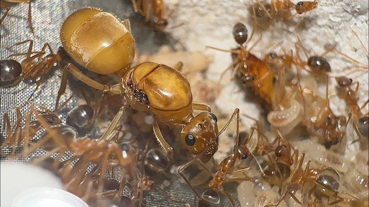 Personal Expierences with and Notes on Myrmecocystus Mexicanus Arizona Bicolor