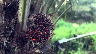 Palm Oil Palm Trees Smart Harvesting, Prunning Mechanized Chisel