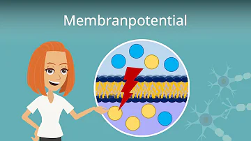 Wie verändert sich das Membranpotential?
