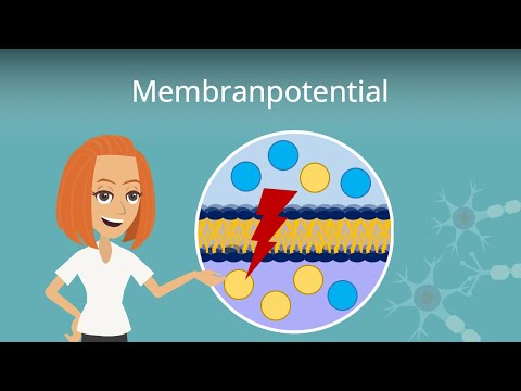 Video: Wie beeinflusst Kalium das Ruhemembranpotential?