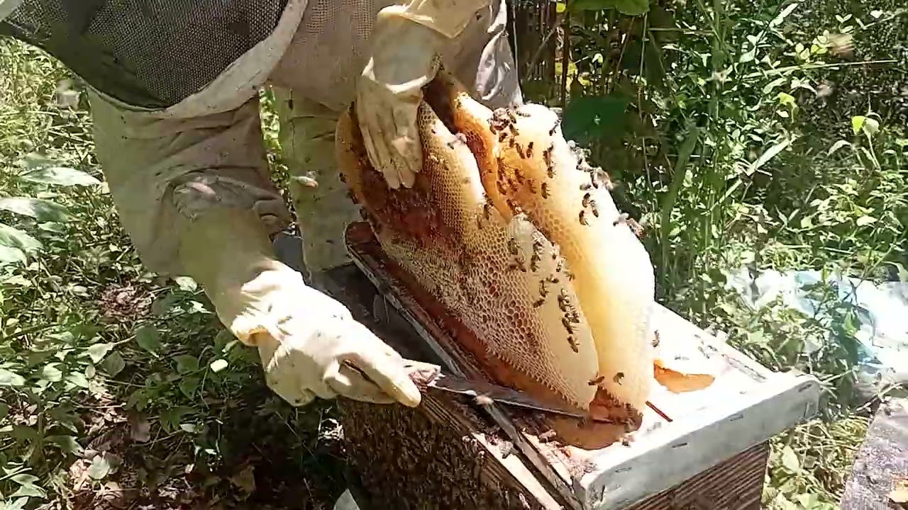 mais um enxame que chegou no apiario 