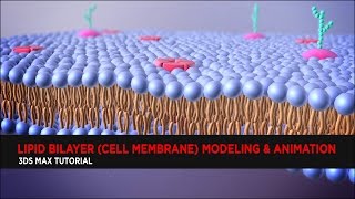 Lipid Bilayer (Cell Membrane) Modeling & Animation : Tutorial