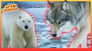 Arctic Showdown! Polar Bear VS Wolves 🐻‍❄️🍖 Our Living World | Netflix After School