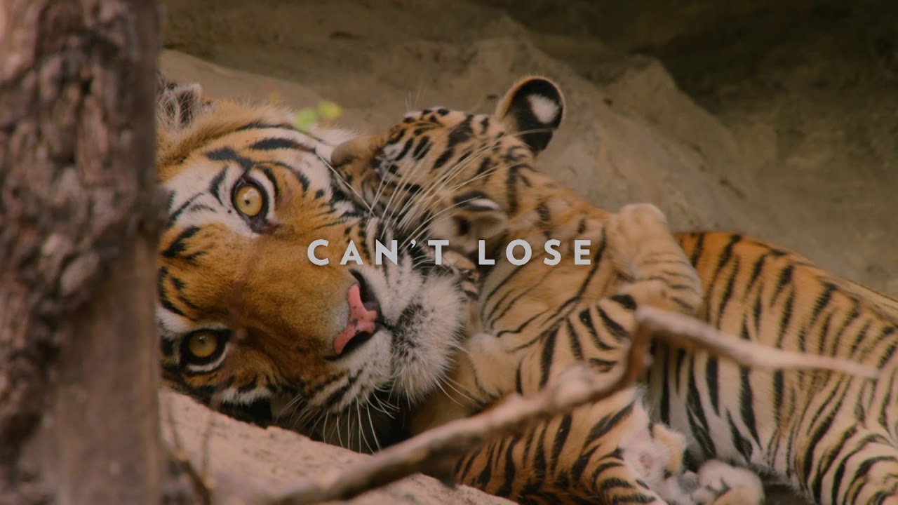 Download Tigers: Clear Eyes, Full Hearts, Can't Lose | Dynasties Saturday January 19 at 9pm | BBC America