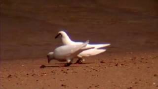 白い鳩が旅の途上に