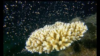 命の神秘…サンゴ産卵、夜の海を彩る　#coral #サンゴ #龍郷町 #coralspawning #spawning