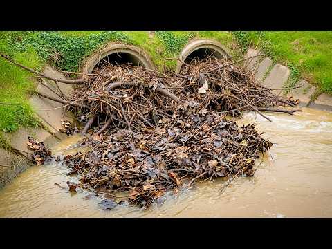 Huge Floodwater Rush After Unclogging a Blocked Culvert!