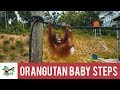 Orangutan baby steps  bos foundation