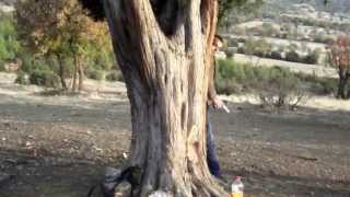 Kurtlar Vadi̇si̇ Yazir Denizli