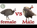 الفرق بين الذكر والانثى فى الدجاج الحبشى