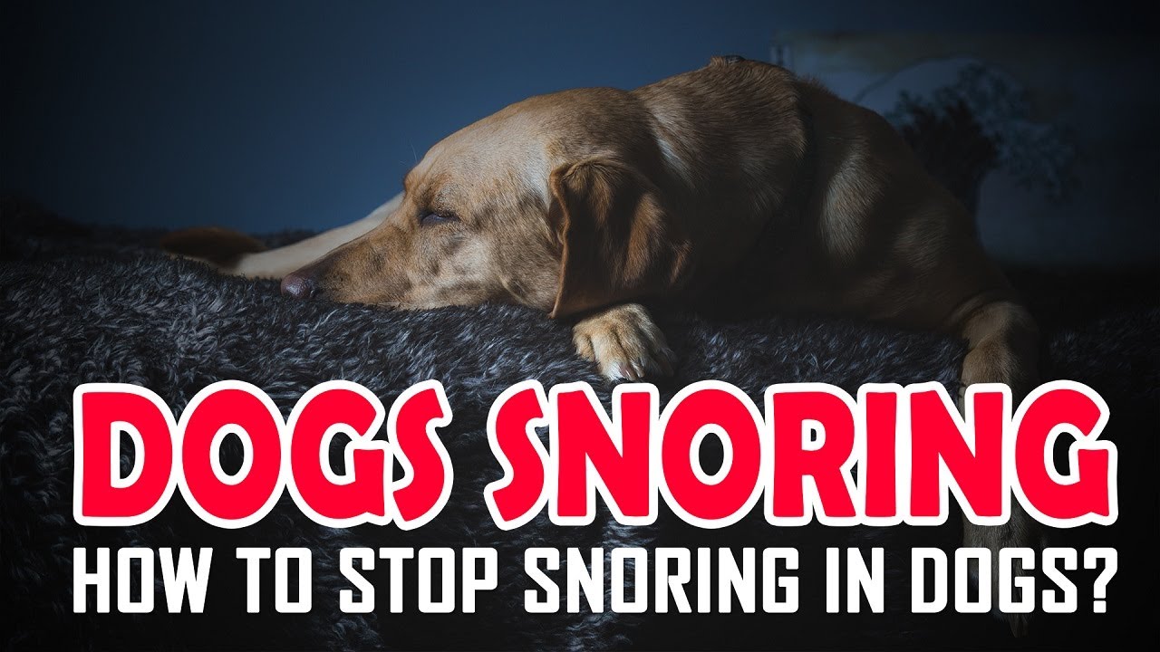 stop dog snoring