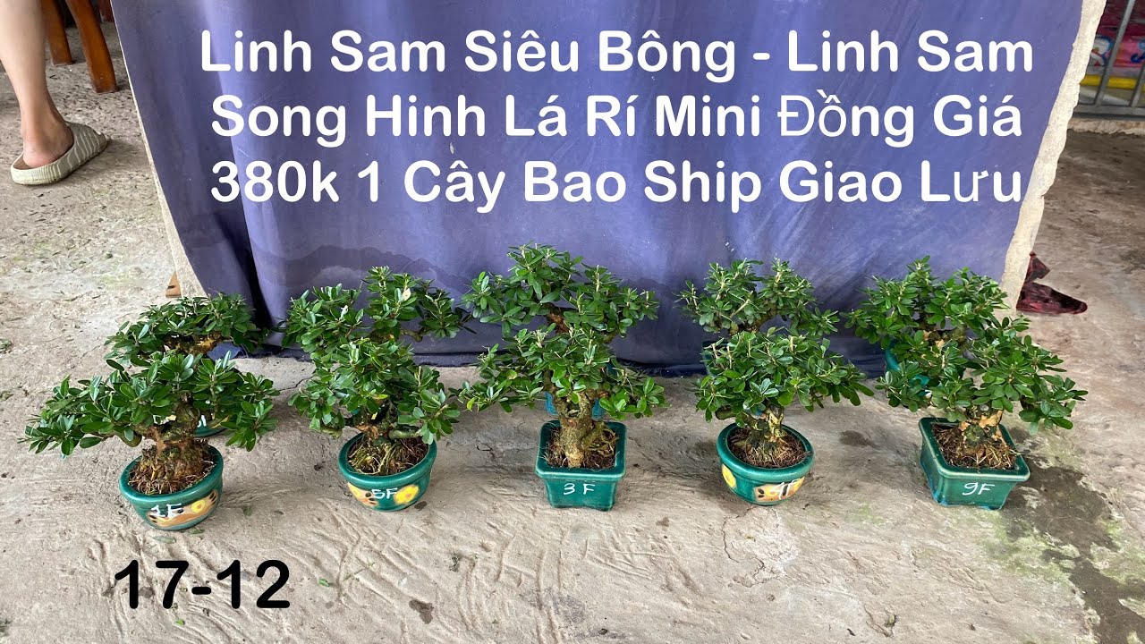 Ngày 17-12 Linh Sam S.Bông-Linh Sam S.Hinh Mini Đồng Giá 380k 1 Cây Bao ...