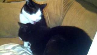 VID-20101124-00006.3GP