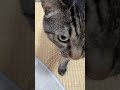 今日もいつものニャー #猫 #ねこ #キジトラ