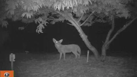 COYOTE CLIMBING SLIP