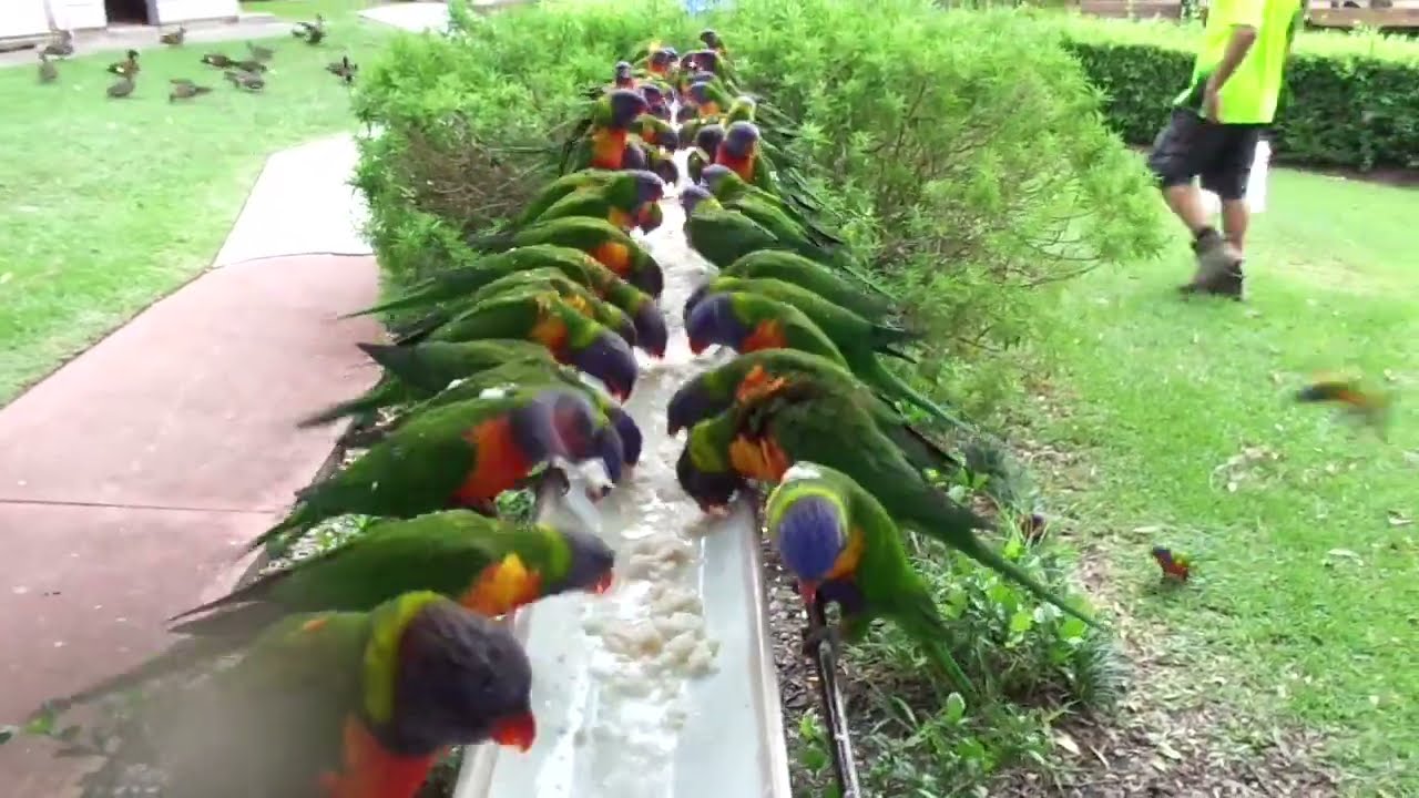 🅾🆉 🅱🅸🆁🅳🆂 Backyard Birds YouTube