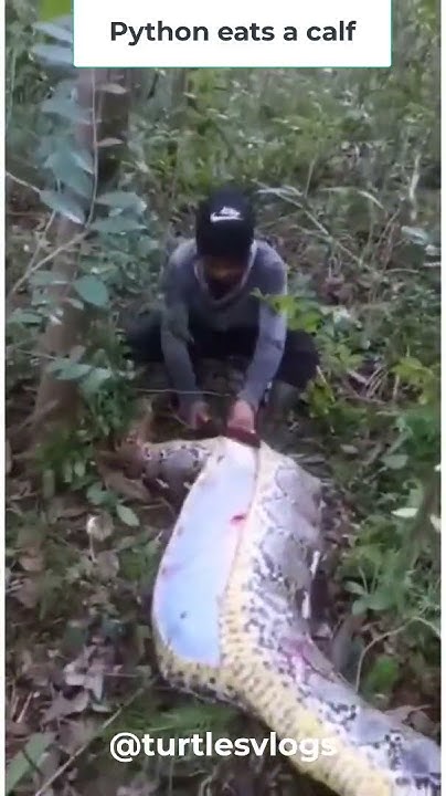 Trăn dữ nuốt bò con! Python swallows a calf! #snake #python #cow #calf ...